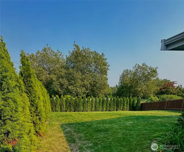 Plush arborvitae surround yard providing quite oasis