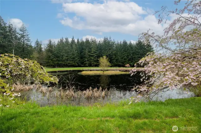 Pond view from front of house