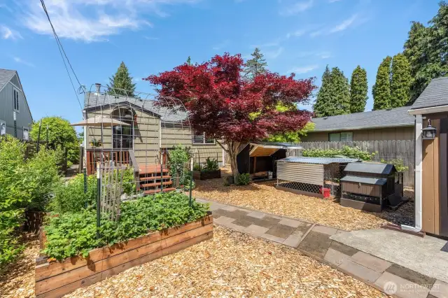 Back Yard