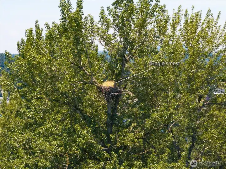 Eagles next in tree within view from backyard.