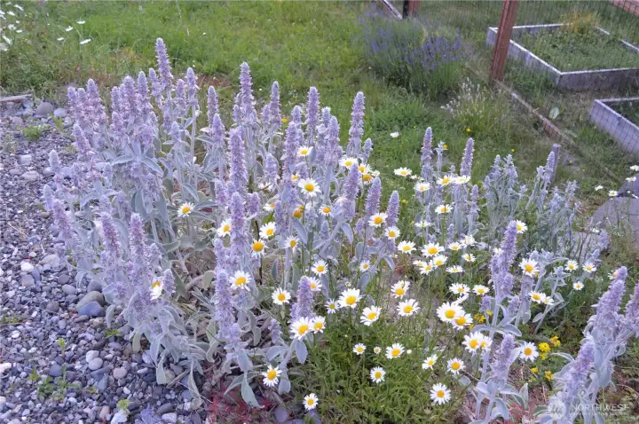 Wildflowers beautify the area