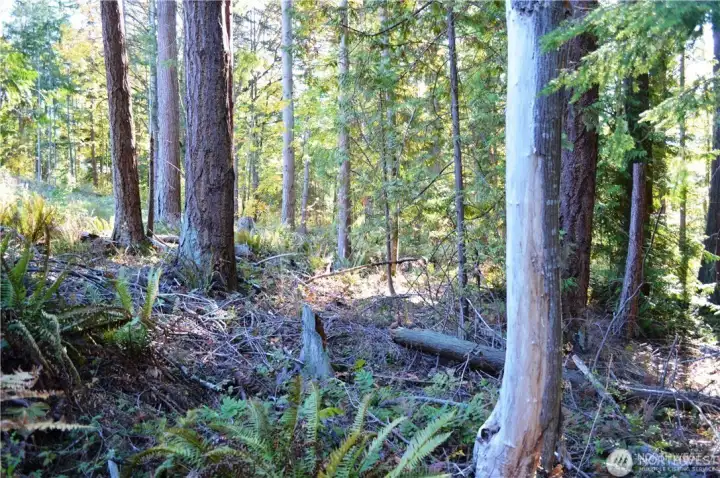 Looking south along the westerly property line.