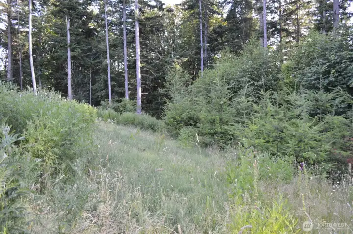 Looking south across the property today.