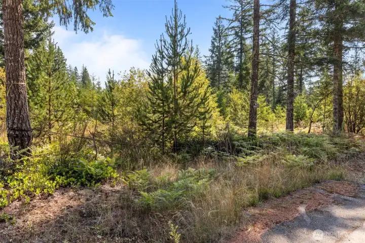 Gorgeous forest setting of Carney Lake Estates.