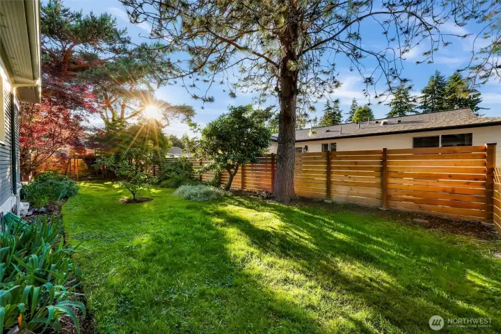 Fenced back yard