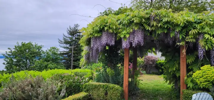 Wisteria in bloom.  Beautiful grounds to wander through.