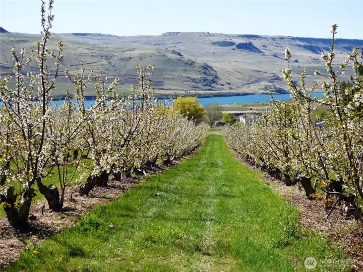 Well Cared For Productive Orchard