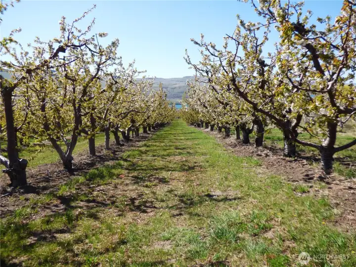 Great Fruit Production