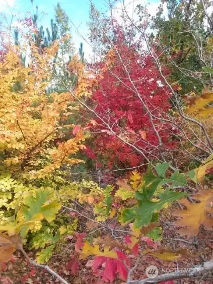 Variety of Deciduous Trees