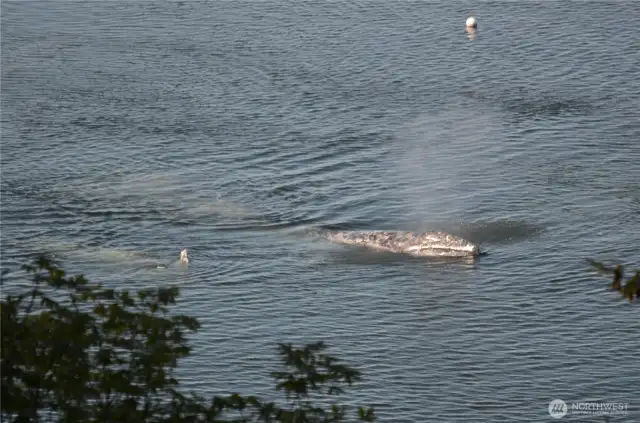 A visiting Gray whale seen from the deck.