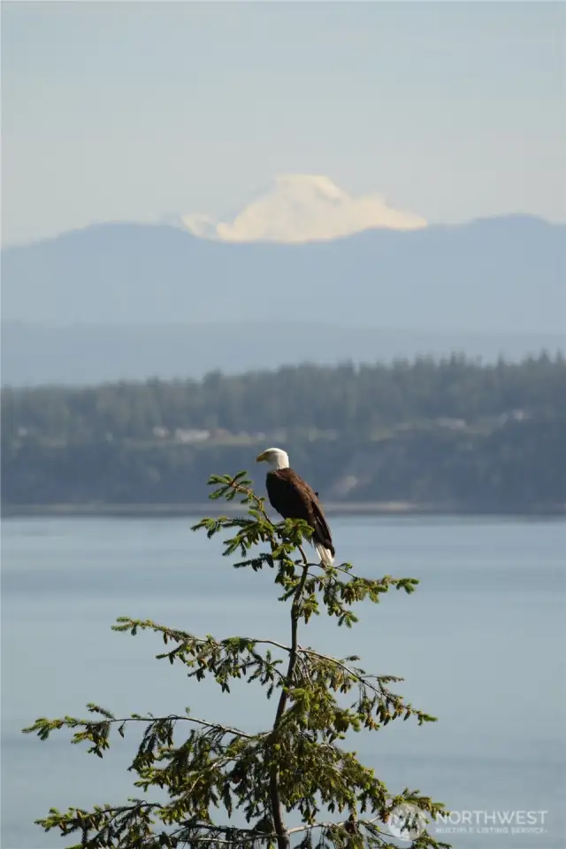 Resident Bald Eagle and Mt Baker