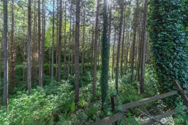 This 5-acre parcel has beautiful evergreen trees that offer privacy and wildlife habitat. There's an old road down this gully so you can still walk the path if desired.
