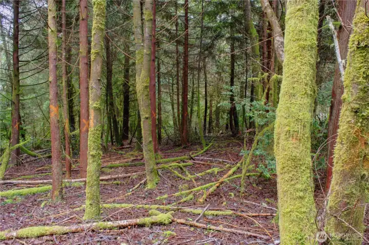 Serene Northwest forest landscape.