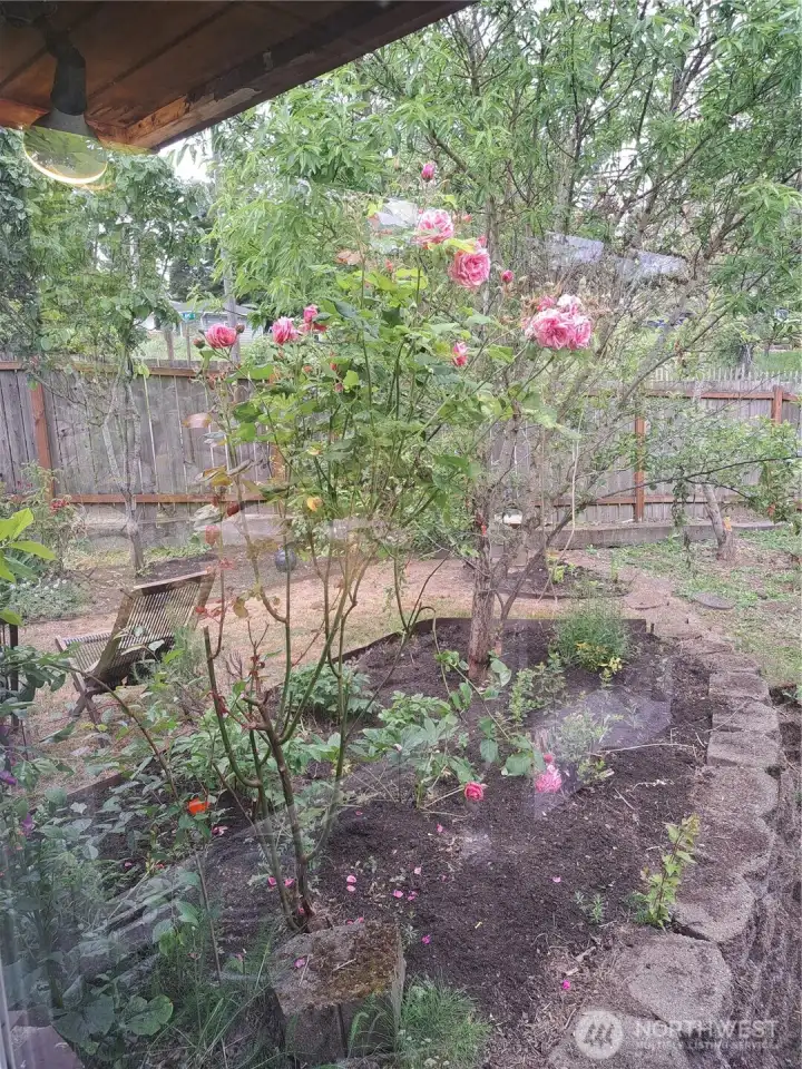 Looking out window in kitchen.