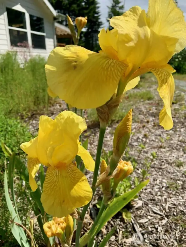 yellow iris