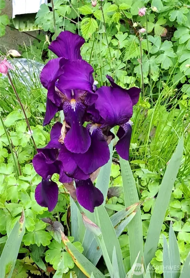 purple iris