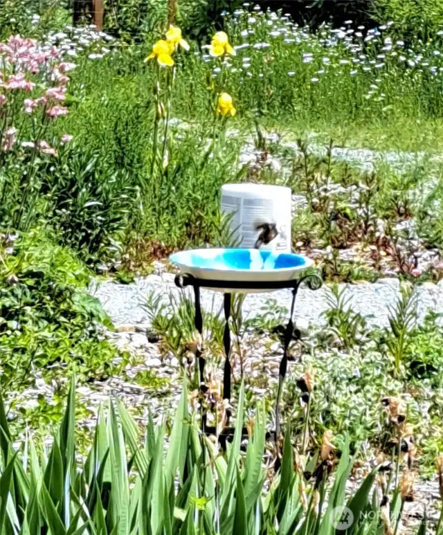 little bird in "bath"
