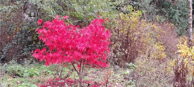 fall color