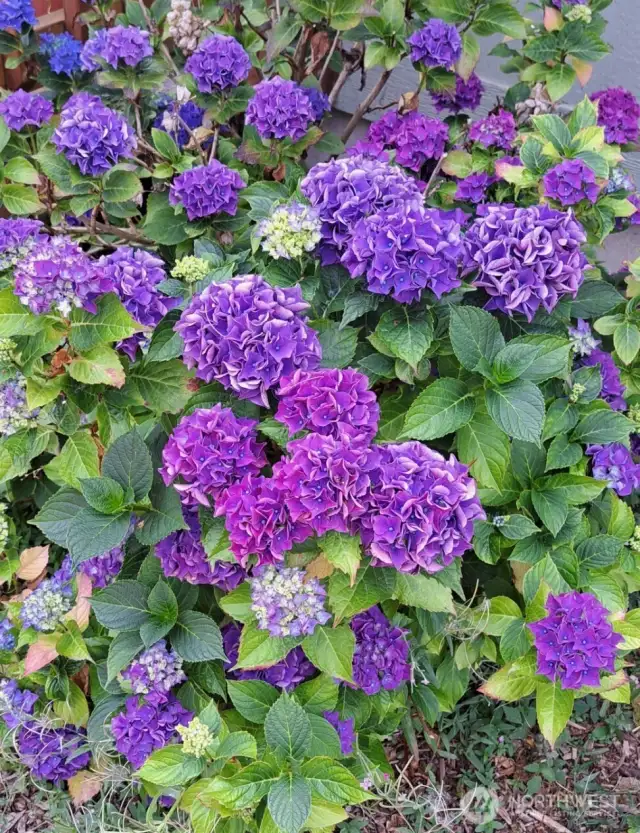 hydrangea