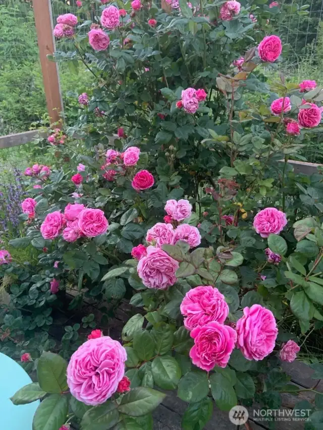 Roses off kitchen deck bloom in summer