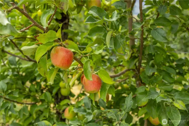 Very tasty and one of the best varieties around.