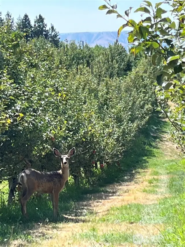 The four legged neighbors love it here!