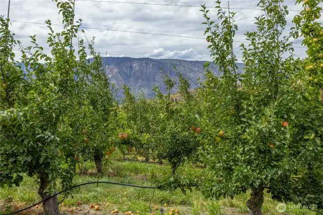 Beautiful young, healthy trees, producing some of the best tasting Honey Crisp.  Harvest time is just around the corner.