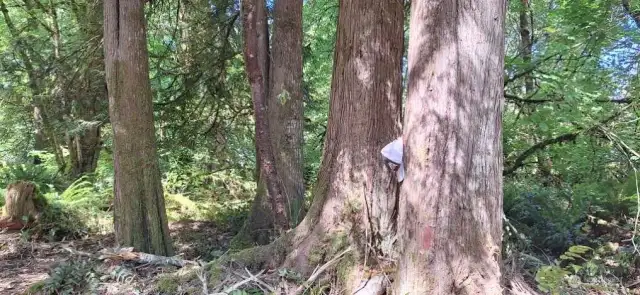 Can you find the hat on the tree??