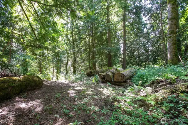 This possible future building site could have a valley view if the mature evergreen and maple trees were strategically thinned...or leave it natural and enjoy just the way it is.