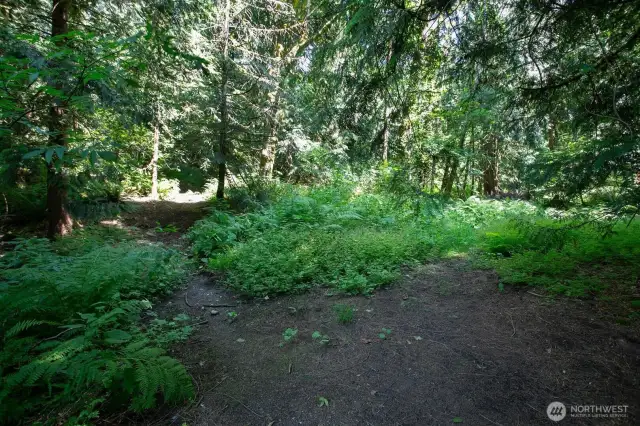 A short walk up the hill leads you to this forested plateau that could possibly be a future building site for your dream home.