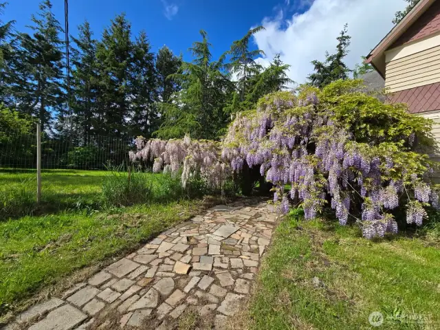 Wisteria in bloom in late spring '25