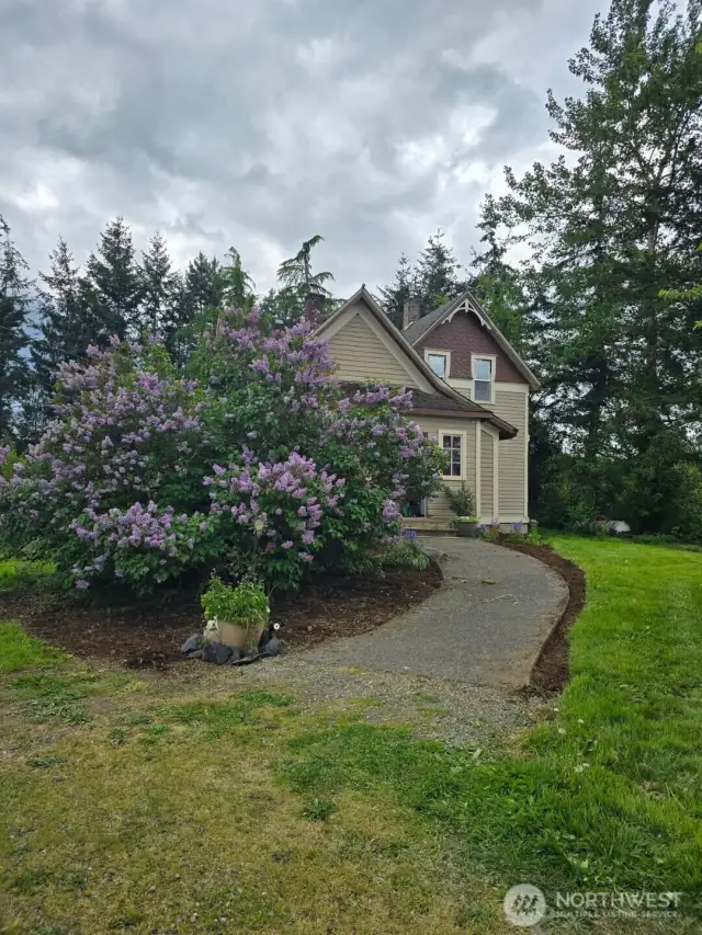 Lilac in bloom late spring '25