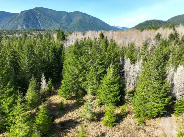 Lower pasture on west acreage. approx 5 acres of level land off Elkhorn. Easy build site