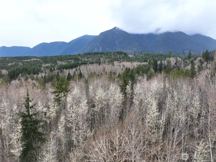 view just above trees upland. Showing the upper building site