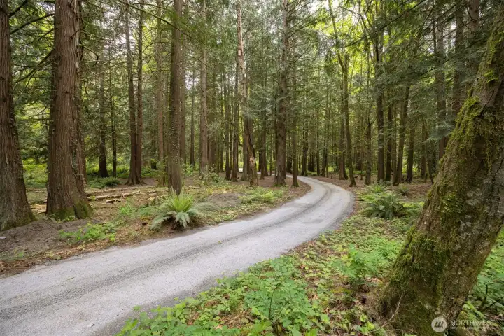 A long, winding driveway welcomes you through a breathtaking canopy of towering evergreens, creating a truly private and serene approach to the property.