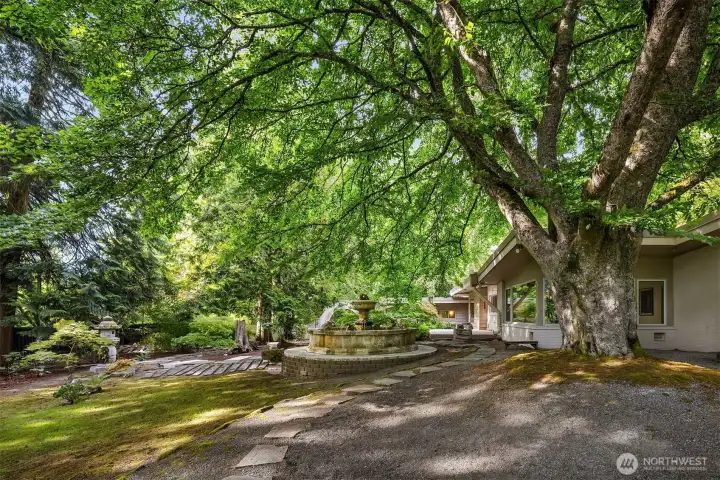 Outside nature is a peace under the centenarian Beech which seems to protect the property inhabitants under its stretched arms.