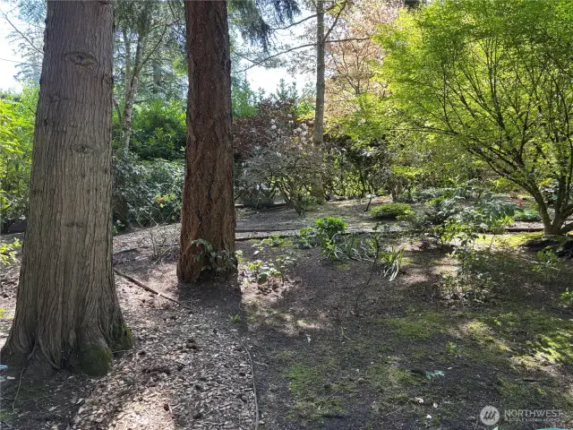 The gardens throughout the property are a true labor of love, showcasing rare and unique species of rhododendrons carefully curated over the years from the previous owners' travels, adding a one-of-a-kind botanical charm to the landscape.