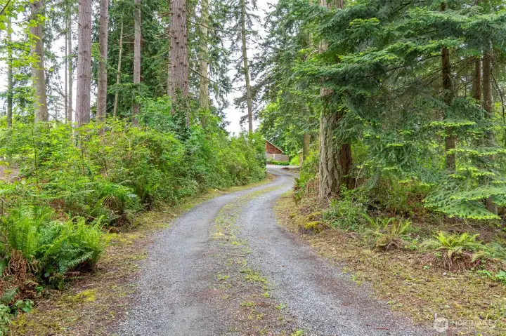 Peaceful, tree-lined driveway.