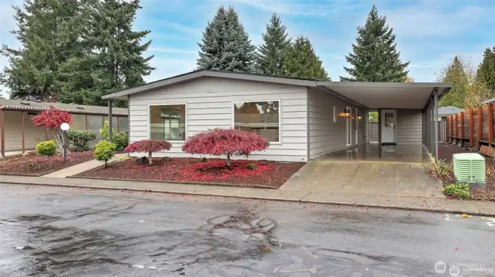 Fresh paint and Japanese Elm