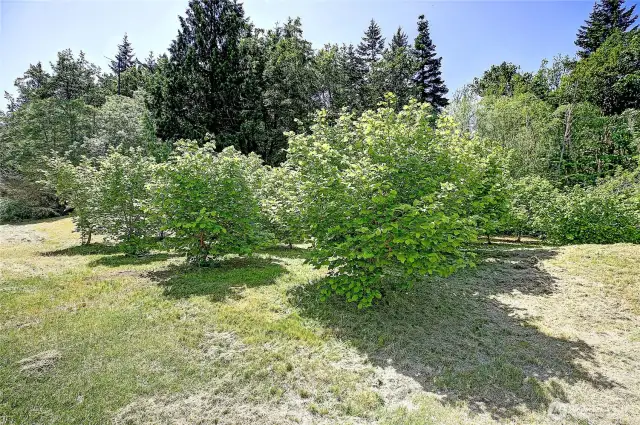 Back of Level 5 Acres w/ Private Orchard of Filbert Trees Plus Plum, Apple, and More~