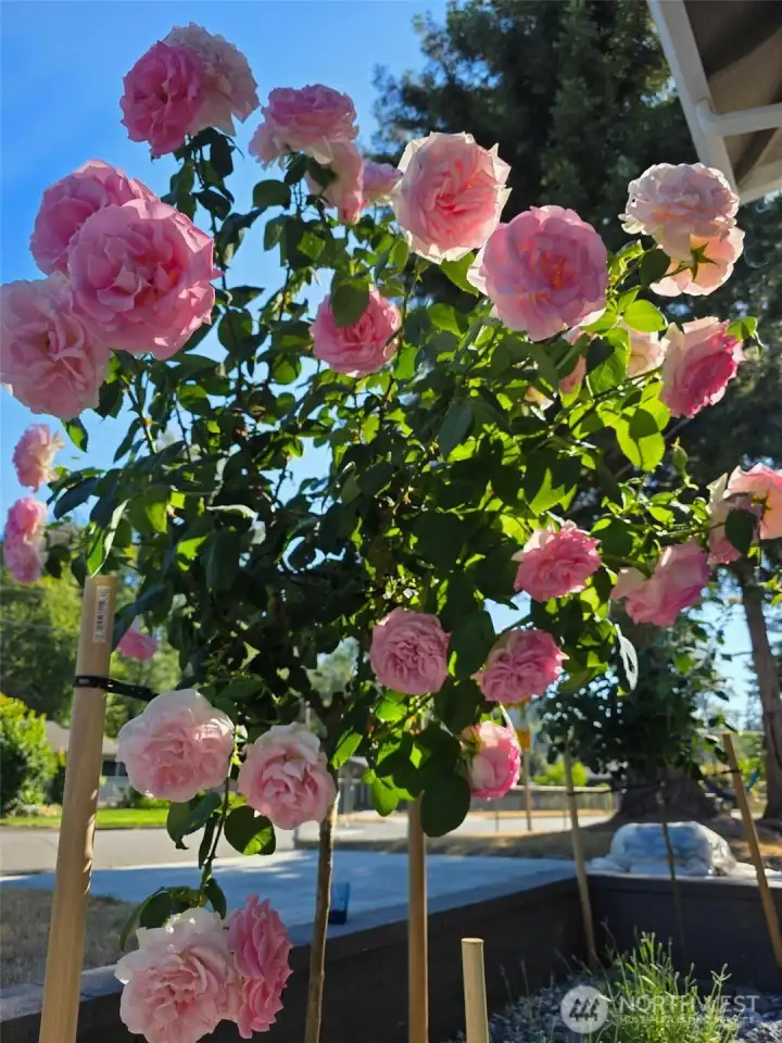 Beautiful flowers - Side yard.