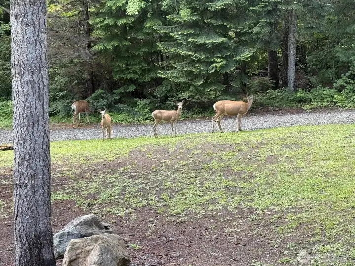 Abundant wildlife daily! The deer will literally eat from your hands!