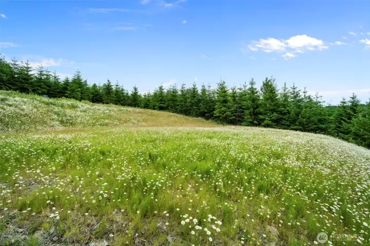 Homesite Homesite