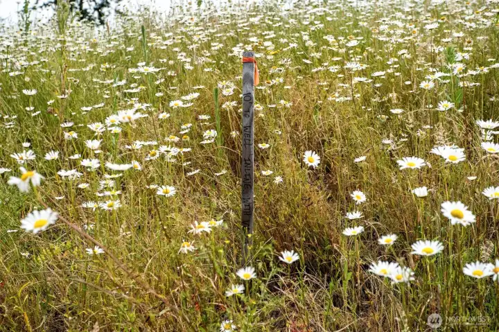 Homesite Homesite
