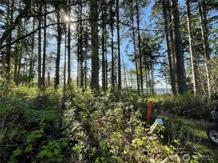 Orange stake is approximate Northerly property line.