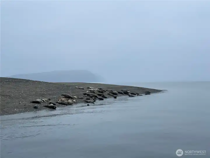 You coexist with lots of wildlife here on Hat Island