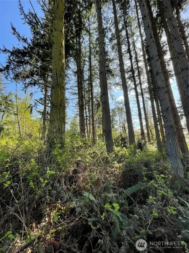 Has a few trees