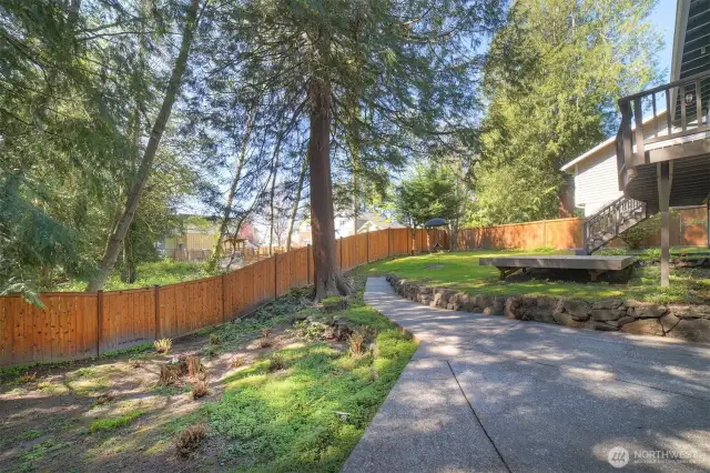 More back yard (ferns just starting)