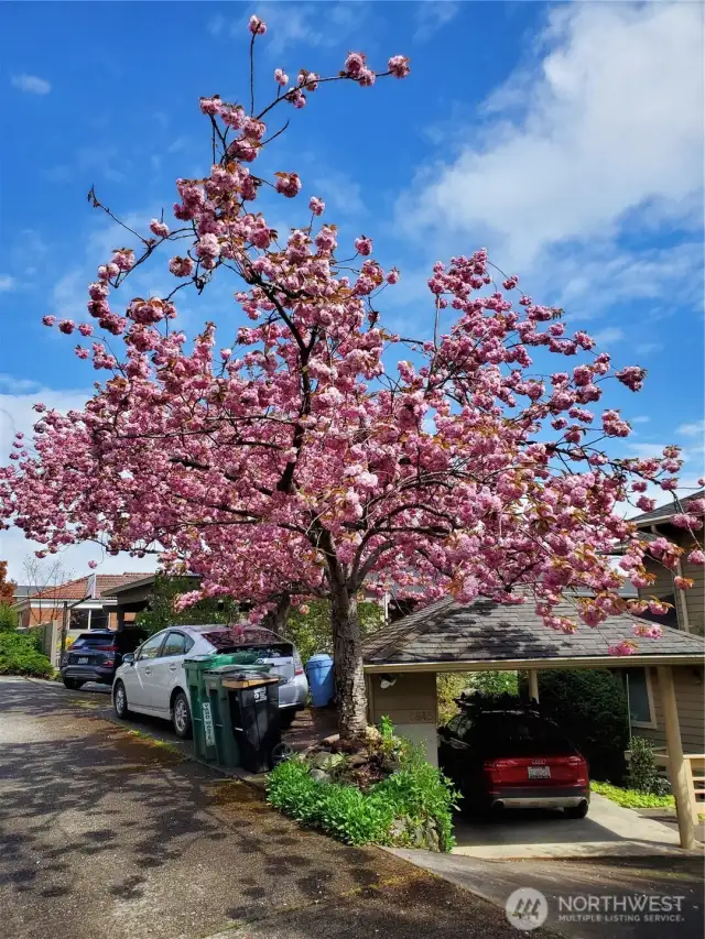 Property has 2 on-site parking and flowering cherry blossom