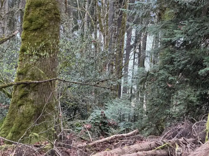Filtered view of Liberty Bay can be enhanced by cutting "troublesome" trees.